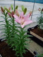 [1691 SugarDiamond DJ No02.JPG]